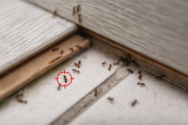 Best Flea Control Services  in Killian, LA