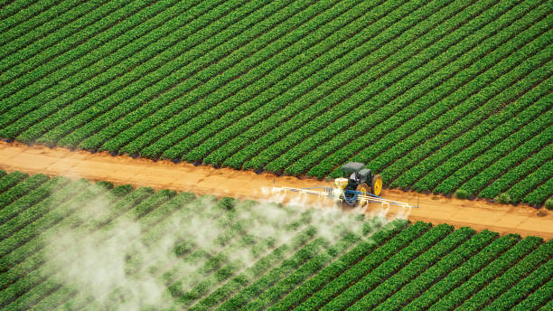 Best Ant Control Services  in Killian, LA